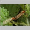 Limoniidae sp - Stelzmuecke 04b.jpg